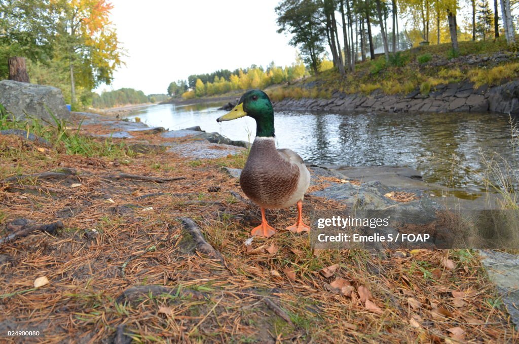 Mallard duck near stream