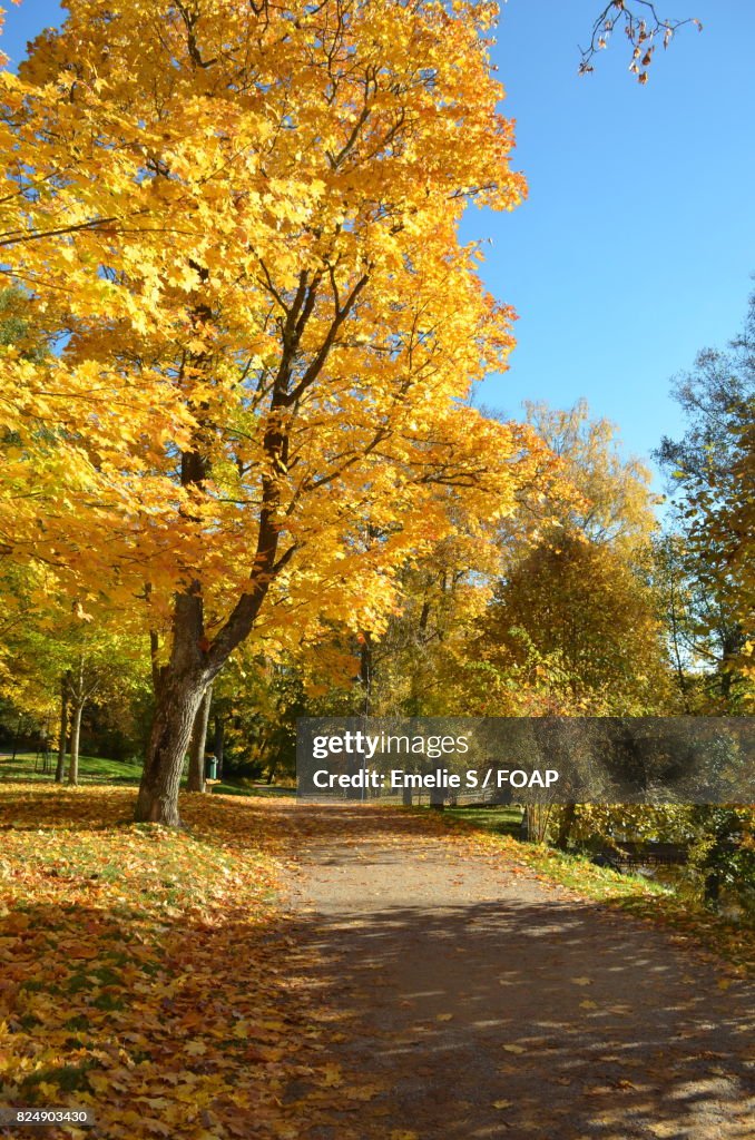 Autumn trees near road