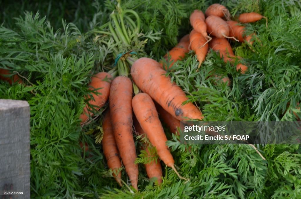 Close-up of fresh carrots