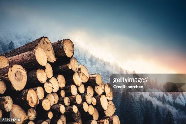 tronchi di legno con pineta sullo sfondo - ceppo foto e immagini stock
