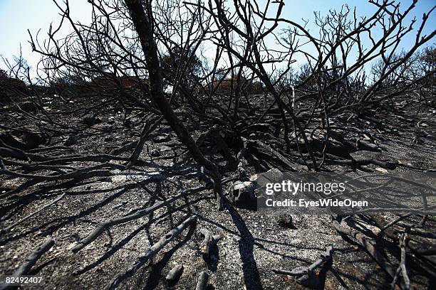 Black ashes from the bushfire, burned landscape near the village Lindos on August 08, 2008 in Rhodes, Greece. Rhodes is the largest of the greek...