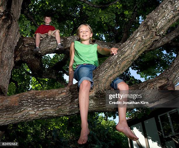 kids in maple tree - trees low view stock-fotos und bilder