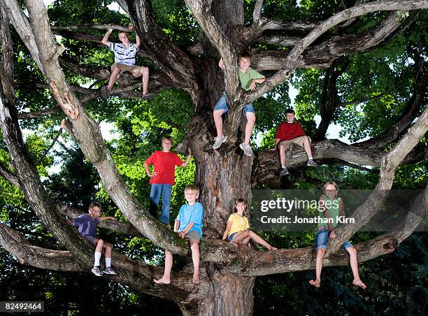 kids in maple tree - barefoot teen boys stock pictures, royalty-free photos & images