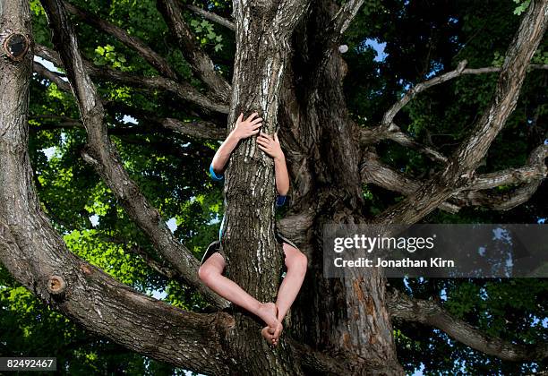 kids in maple tree - gripping photos et images de collection