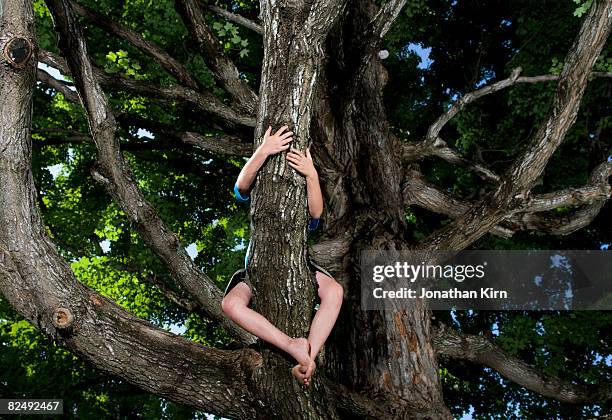 kids in maple tree - bare feet male tree stock pictures, royalty-free photos & images
