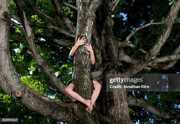 kids in maple tree - hanging on tree stock pictures, royalty-free photos & images