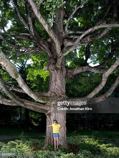 kids in maple tree - einen baum umarmen stock-fotos und bilder