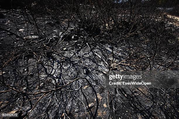 Black ashes from the bushfire, burned landscape near the village Lindos on August 08, 2008 in Rhodes, Greece. Rhodes is the largest of the greek...