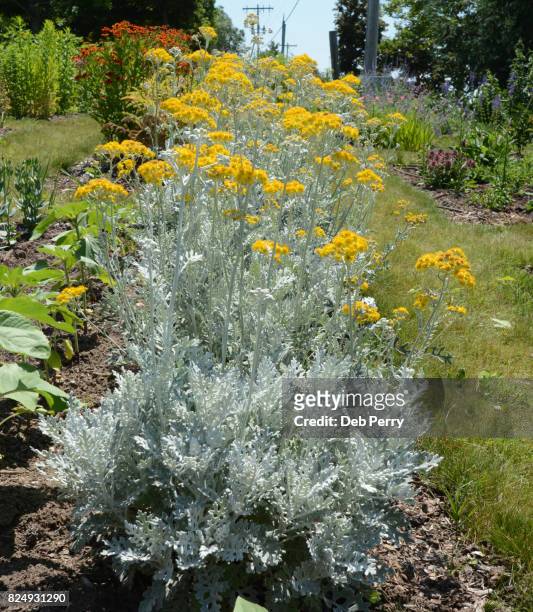 silver ragwort (dusty miller) in bloom - cineraria maritima stock pictures, royalty-free photos & images