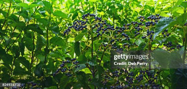 arrowwood berries - viburnum dentatum stock pictures, royalty-free photos & images