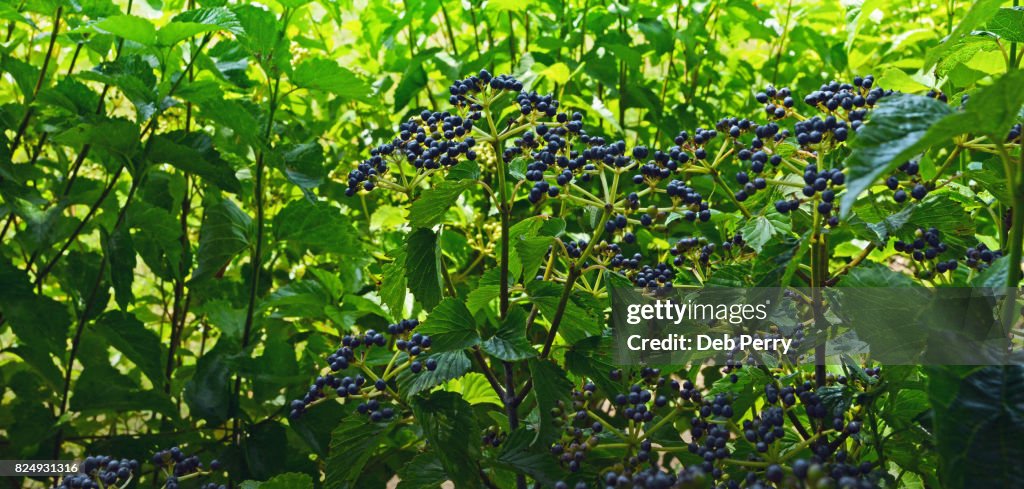 Arrowwood berries