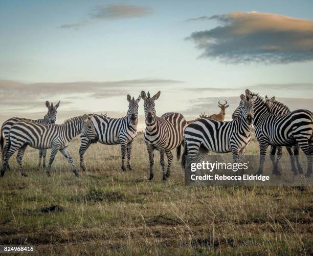 zebra in the masai mara - kenya safari stock pictures, royalty-free photos & images
