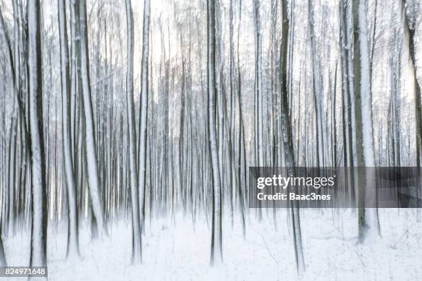 beech trees covered in snow - abstract look - beech wood texture stock pictures, royalty-free photos & images