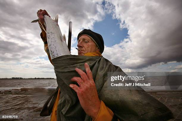 Haaf netter bags a fresh catch on the mudflats of Port Carlisle in the Solway Firth estuary on August 21, 2008 near Wigton in Cumbria, England. The...