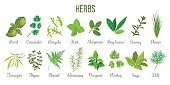 Big set of realistic culinary herbs. sage, thyme, rosemary, basil