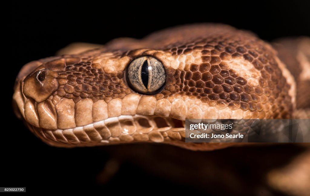 Saw Scaled Python A very close-up image of the head and eye of a Rough Scaled Python ...