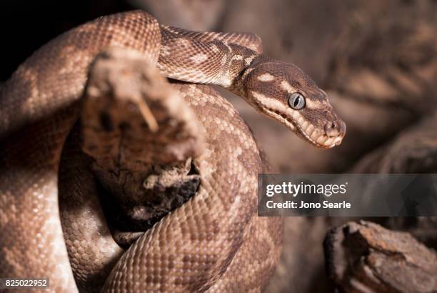 Rough Scaled Python on the branch of a tree. Rough Scaled Pythons are only found in the North-West Kimberley district of Western Australia.