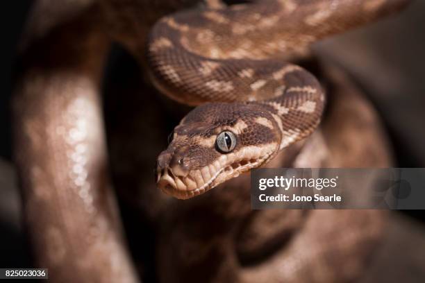 Saw Scaled Python Rough Scale Python Stock-Fotos und Bilder - Getty Images
