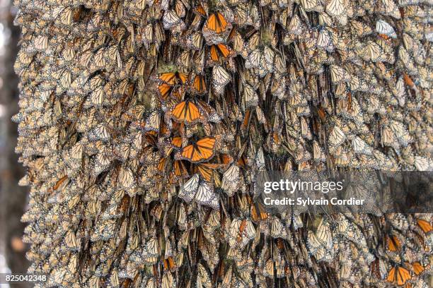 monarch butterfly.danus plexippus - bioreserve stock pictures, royalty-free photos & images