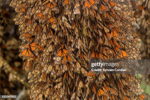 monarch butterfly.danus plexippus - monarch butterfly biosphere reserve stock pictures, royalty-free photos & images