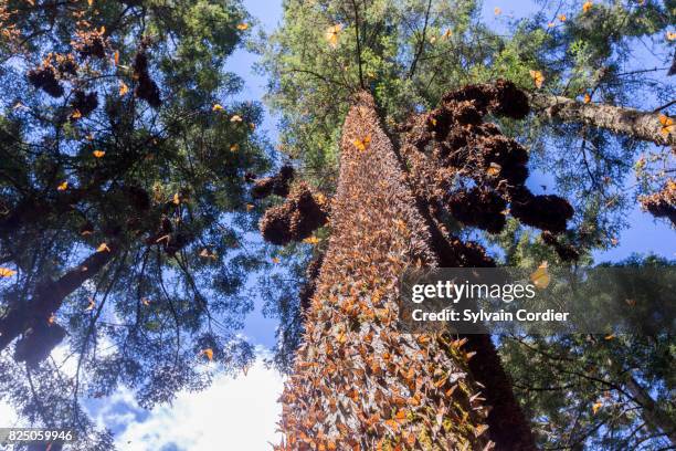 monarch butterfly.danus plexippus - monarchfalter mexiko stock-fotos und bilder