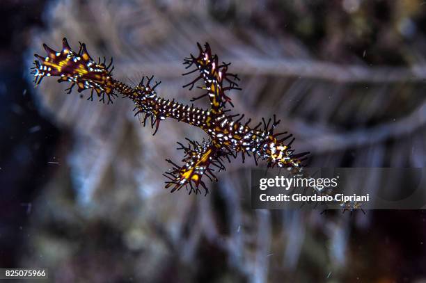 macro photography at lembeh strait - spotted fish stock pictures, royalty-free photos & images