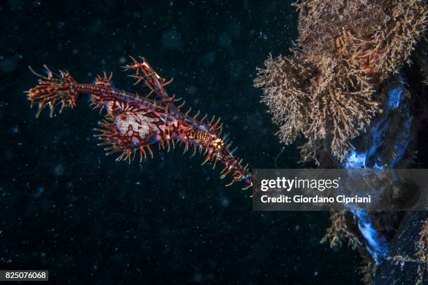 macro photography at lembeh strait - halicampus macrorhynchus peixe cachimbo fantasma - fotografias e filmes do acervo