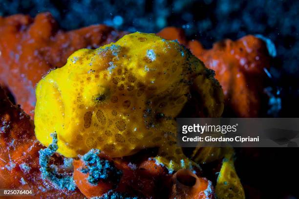 macro photography at lembeh strait - yellow frogfish stock pictures, royalty-free photos & images