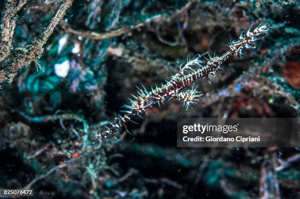 macro photography at lembeh strait - halicampus macrorhynchus peixe cachimbo fantasma - fotografias e filmes do acervo
