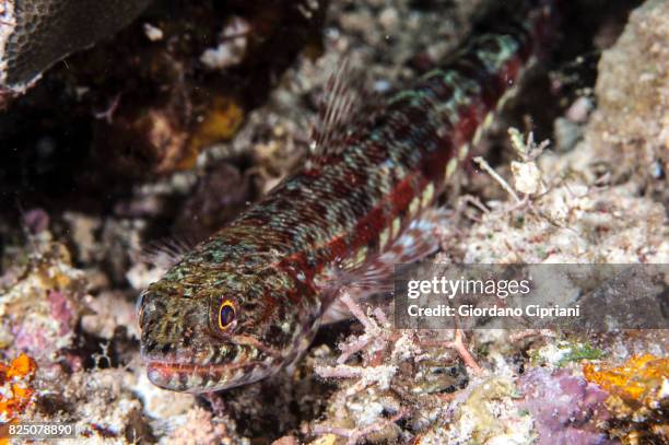macro photography at lembeh strait - lizardfish stock pictures, royalty-free photos & images