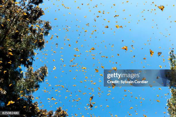 monarch butterfly.danus plexippus - bioreserve stock pictures, royalty-free photos & images