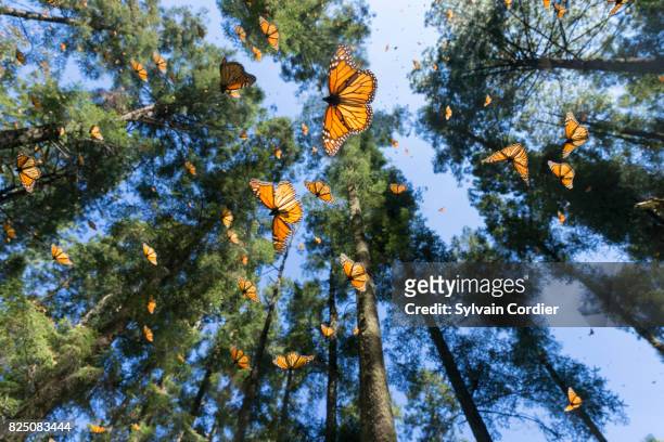 monarch butterfly.danus plexippus - monarchvlinder stockfoto's en -beelden