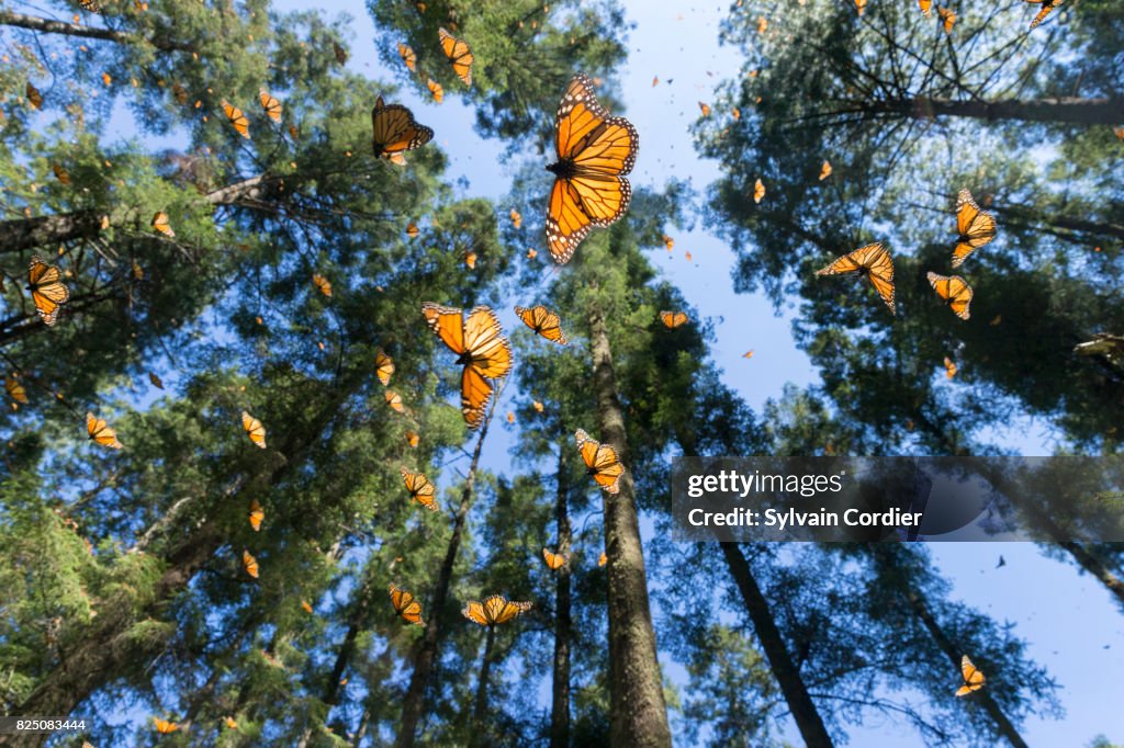 MONARCH BUTTERFLY.Danus plexippus