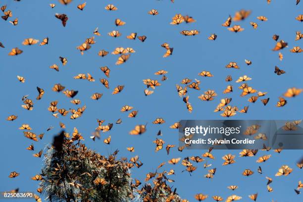 monarch butterfly.danus plexippus - bioreserve stock pictures, royalty-free photos & images