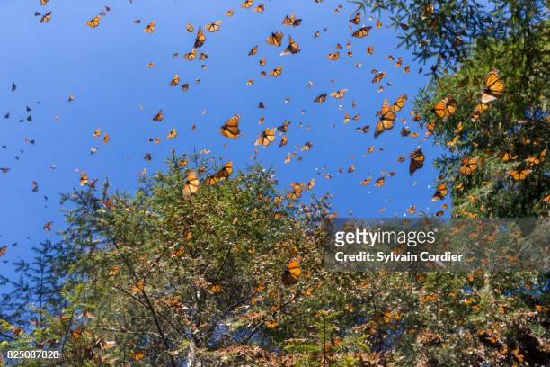 monarch butterfly.danus plexippus - bioreserve stock pictures, royalty-free photos & images
