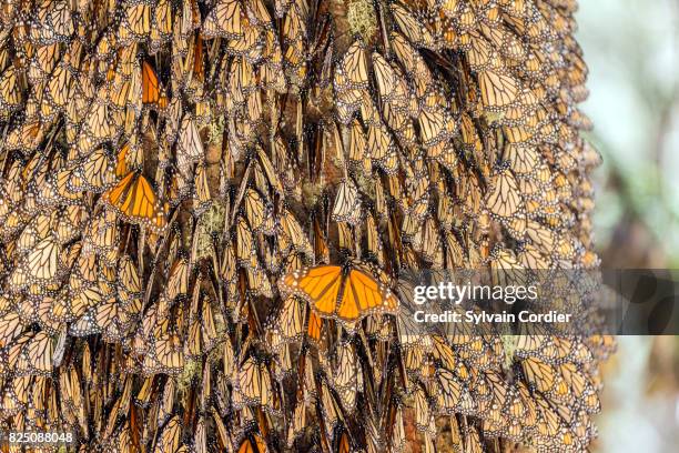 monarch butterfly.danus plexippus - bioreserve stock pictures, royalty-free photos & images