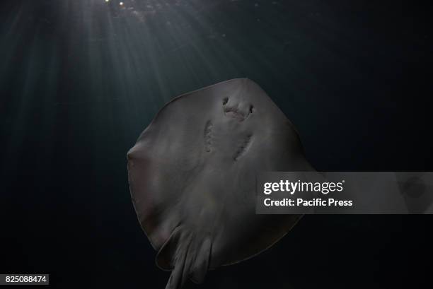 Common stingray at Madrid Aquarium. The common stingray , a species of stingray in the family Dasyatidae, is found throughout the Mediterranean and...