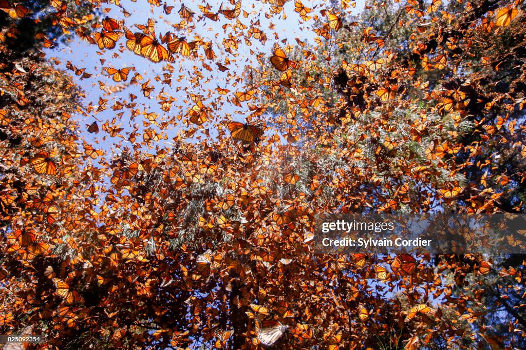 MONARCH BUTTERFLY.Danus plexippus