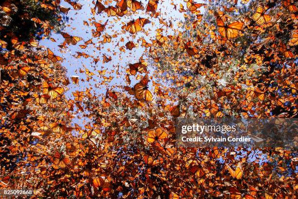 monarch butterfly.danus plexippus - monarchfalter mexiko stock-fotos und bilder