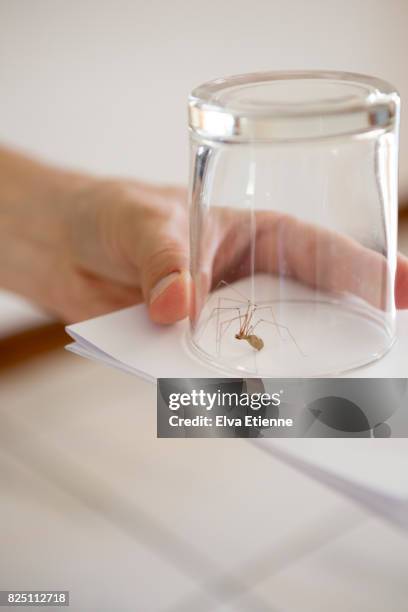 spider caught in drinking glass - spider fotografías e imágenes de stock