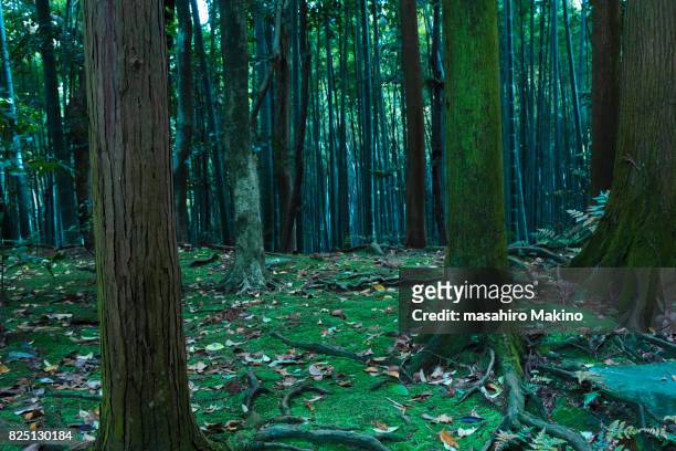 trees in forest - cryptomeria japonica stock pictures, royalty-free photos & images