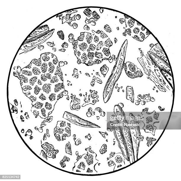 coffee under microscope - stem cell stock illustrations