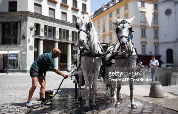 Carriage horses are cooled down with water as they stand at Michaelerplatz on a hot summer day in Vienna, on August 1, 2017. Austria's ZAMG...