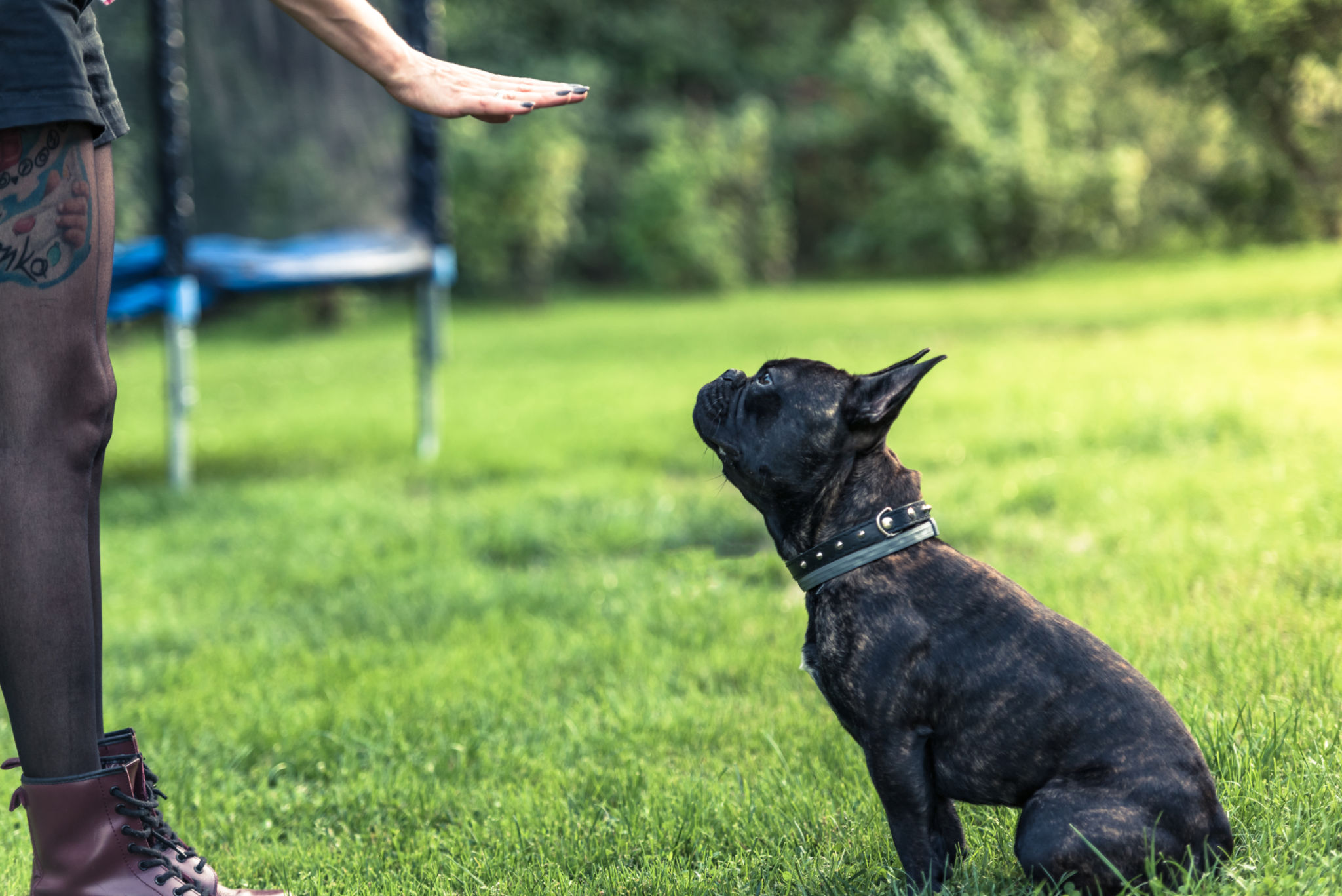 Young female teaching French Bulldog obiedence Young female teaching French Bulldog obiedence