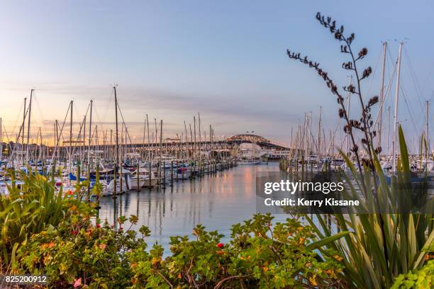 westhaven sunset - auckland harbour stock pictures, royalty-free photos & images