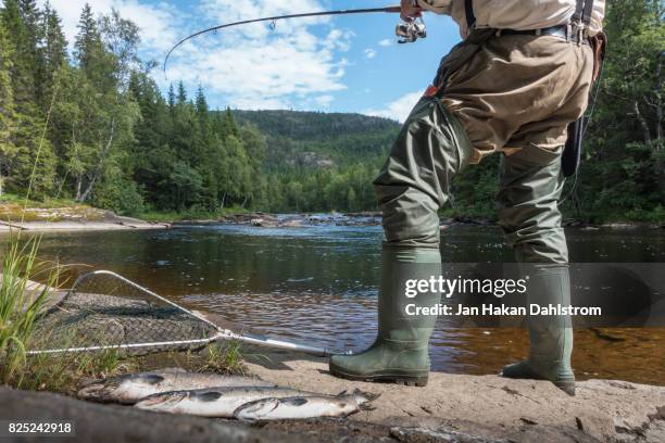 three salmons and man fishing in river - ウェーダー ストックフォトと画像