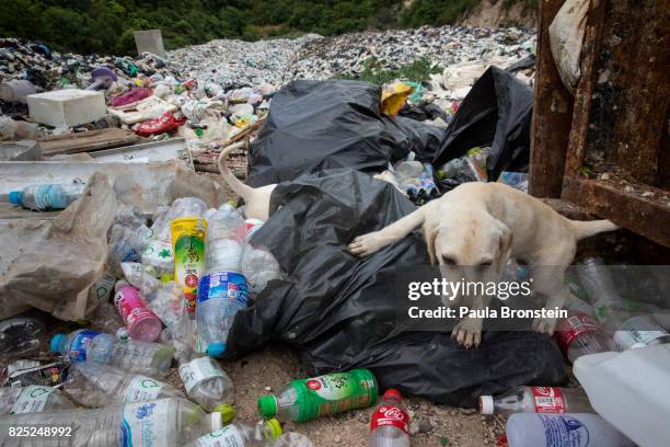 Dogs scavenge at a landfill on the island of Koh Larn on July 30, 2017 in Pattaya,Thailand. Koh Larn which lies just off the coast of Pattaya...