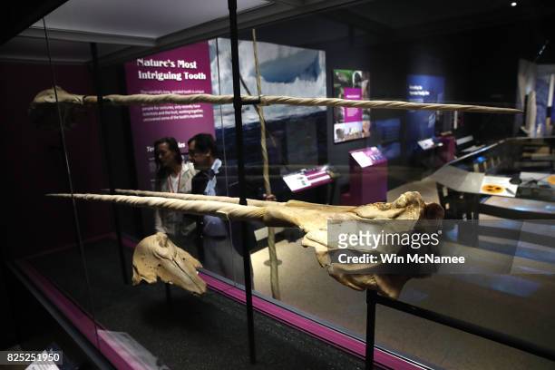 Dr. Martin Nweeia and Pamela Peeters view narwhal tusks during a preview of the Smithsonian's National Museum of Natural History's new exhibit titled...