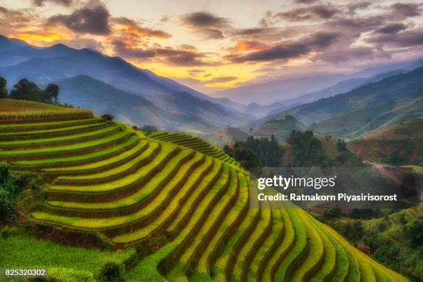 rice fields terraced of mu cang chai, yenbai, vietnam - laos foto e immagini stock