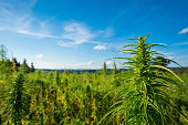 Cannabis farm field view